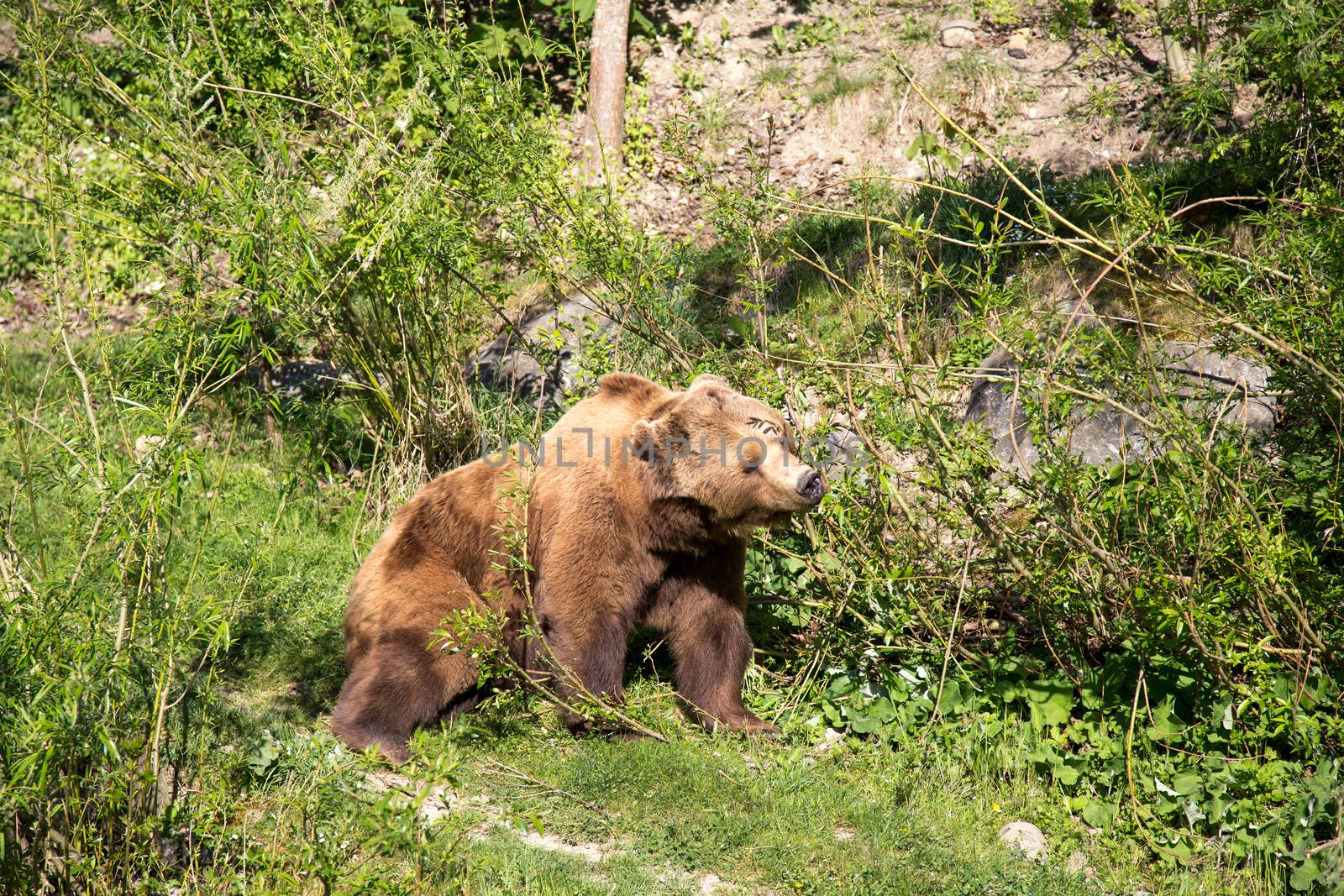A brown bear in the Bear Park in the swiss city of Bern.