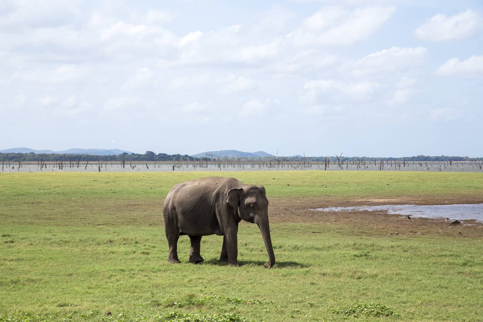 Elephant in Kaudulla National Park, Sri Lanka by oliverfoerstner
