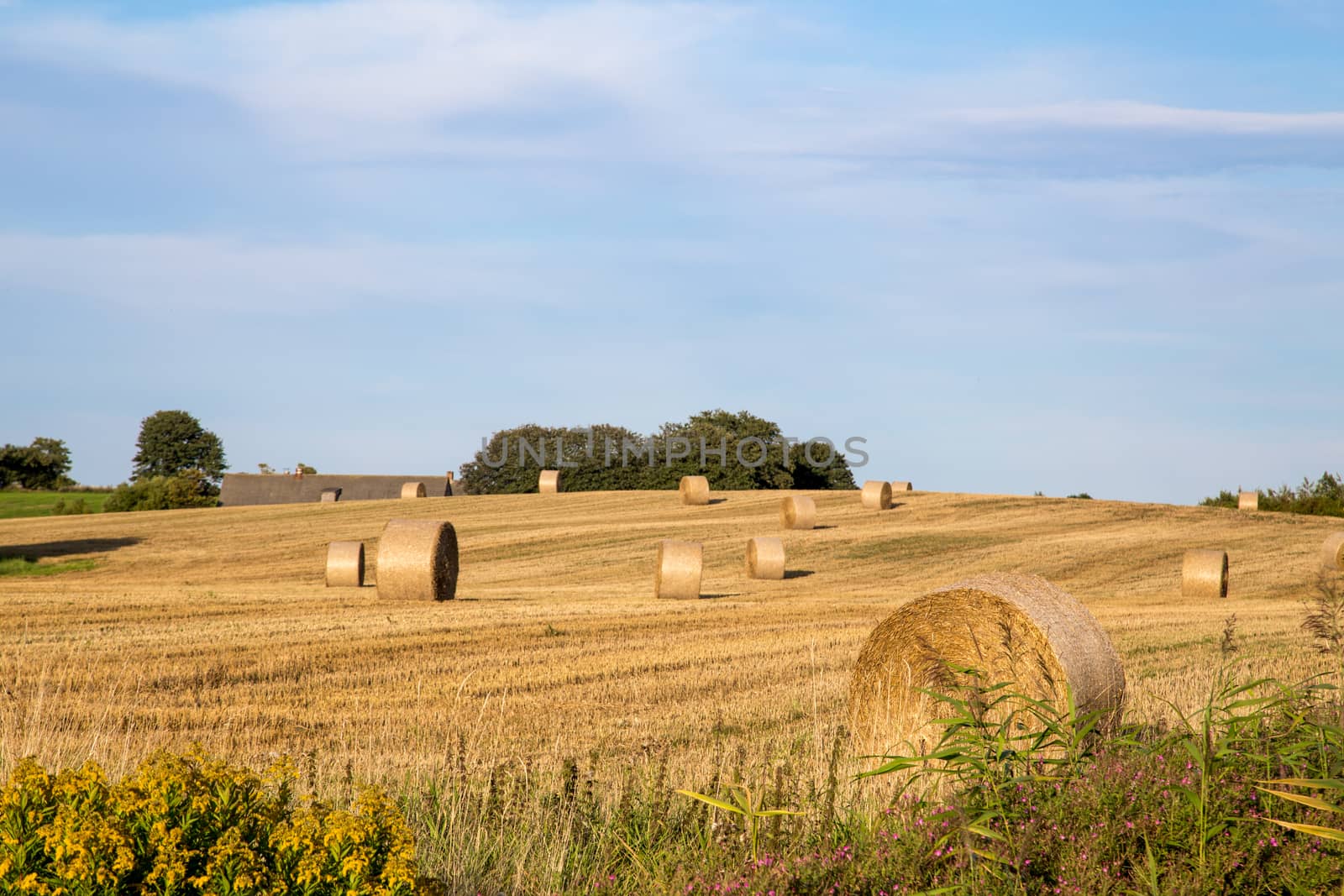Hay bales after harvest on a field on the countryside in Northern Zealand, Denmark