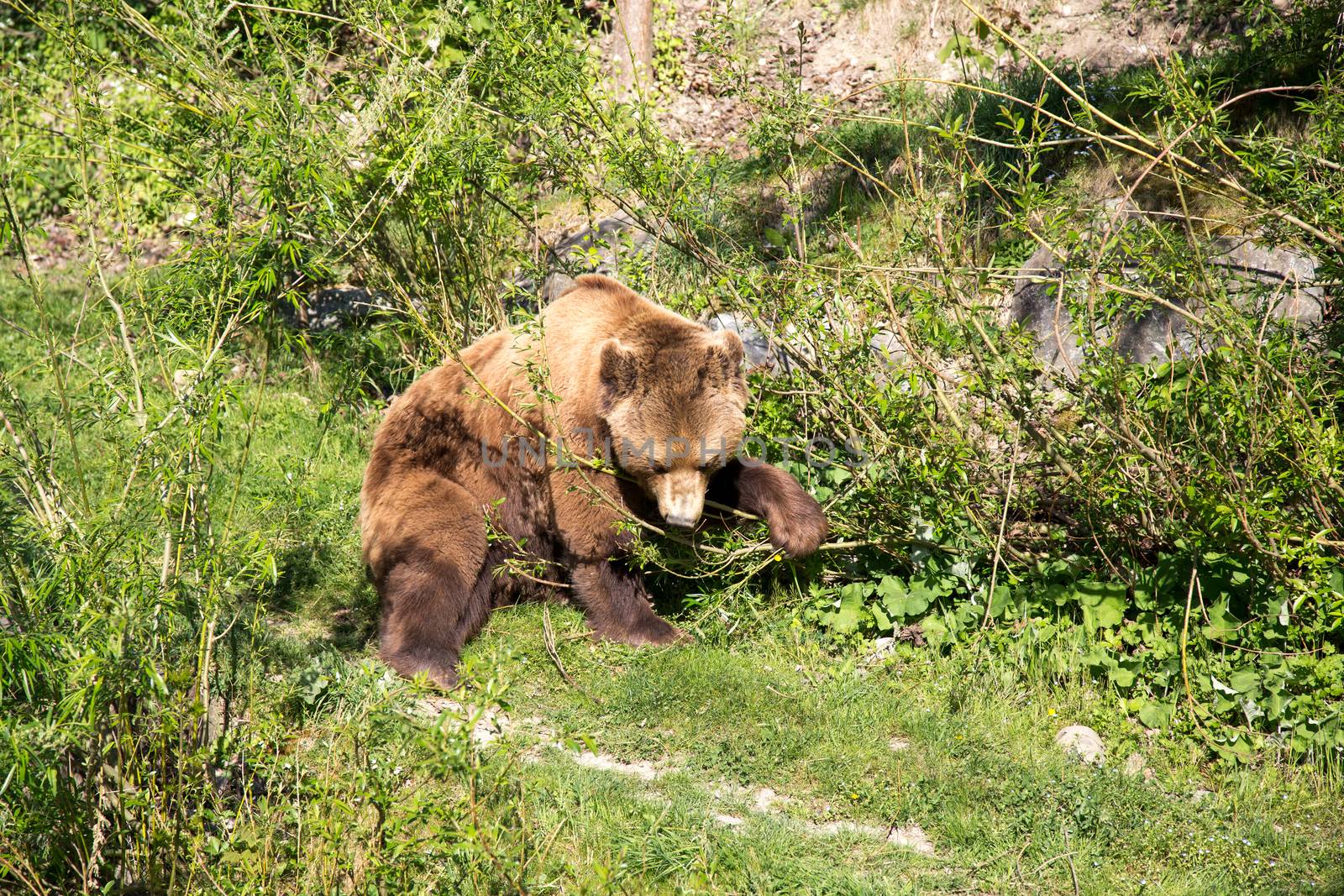 A brown bear in the Bear Park in the swiss city of Bern.