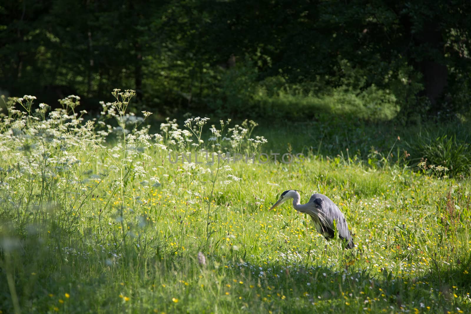 Grey Heron in Frederiksberg Park in Denmark