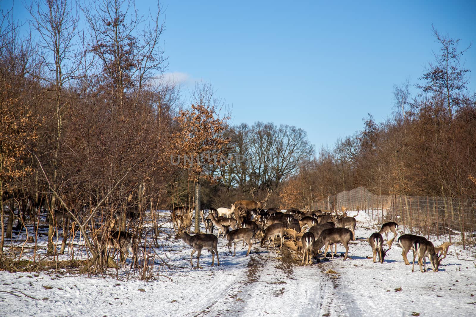 Copenhagen, Denmark - February 12, 2017: Group of deer in the forest park Dyrehave