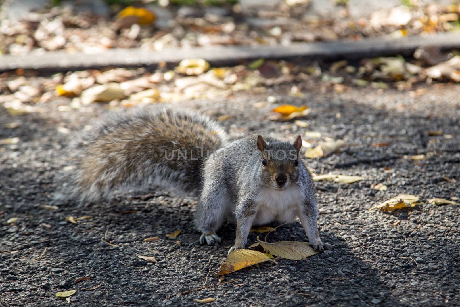 Closeup of a squirrel in a public park in New York City
