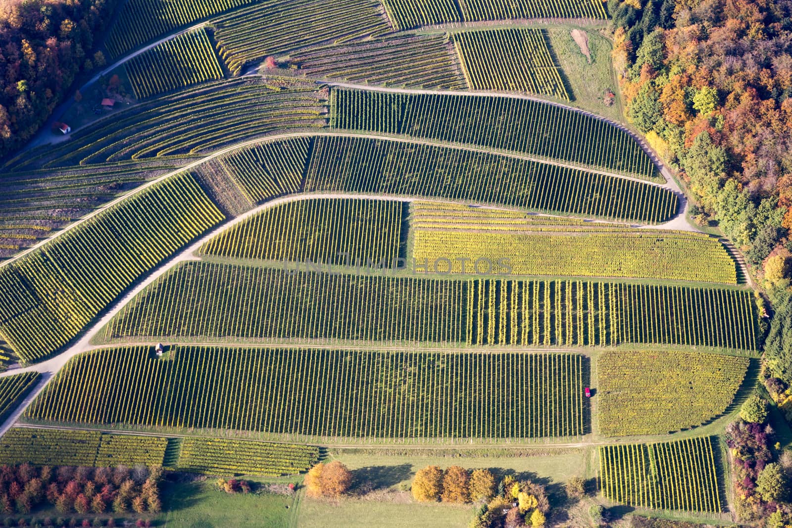 Aerial view of vineyards during autumn in Baden-Wurttemberg in Southern Germany.