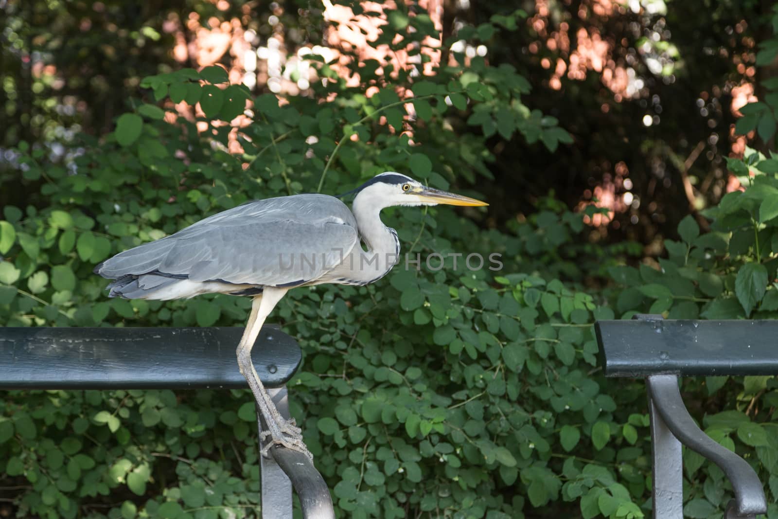 Grey Heron sitting on a bench in Frederiksberg Park in Denmark