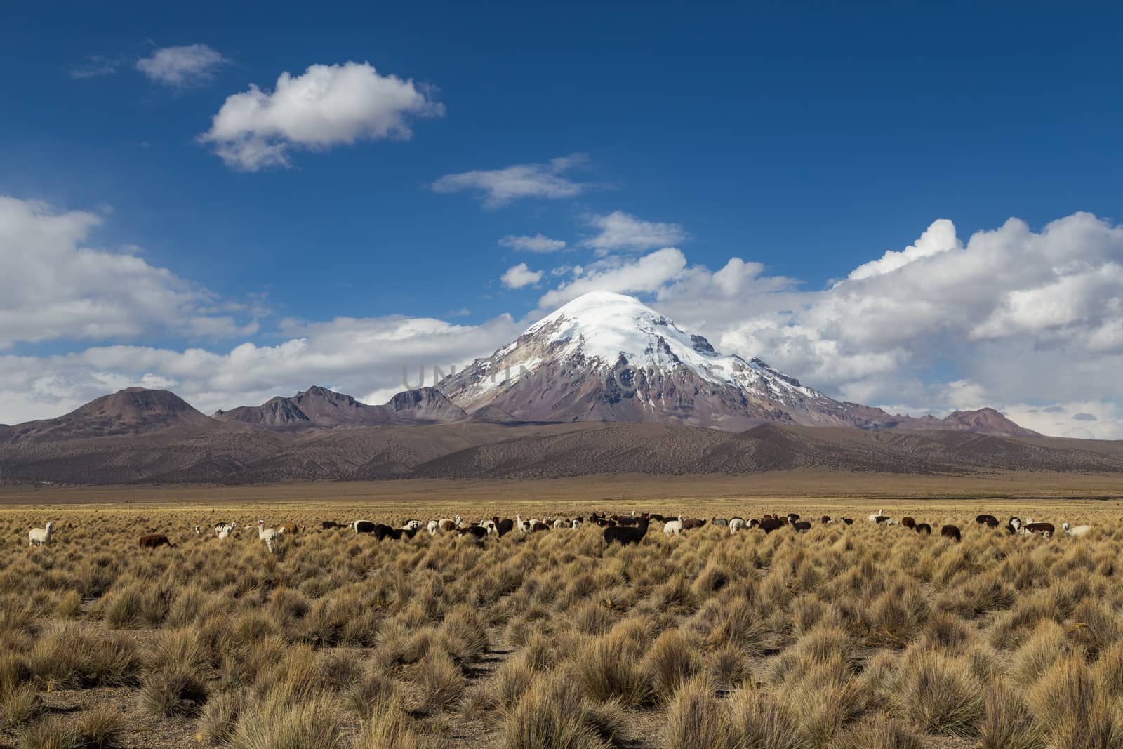 Photograph of the highest mountain in Bolivia Mount Sajama with a group of lamass and alpacas in front.