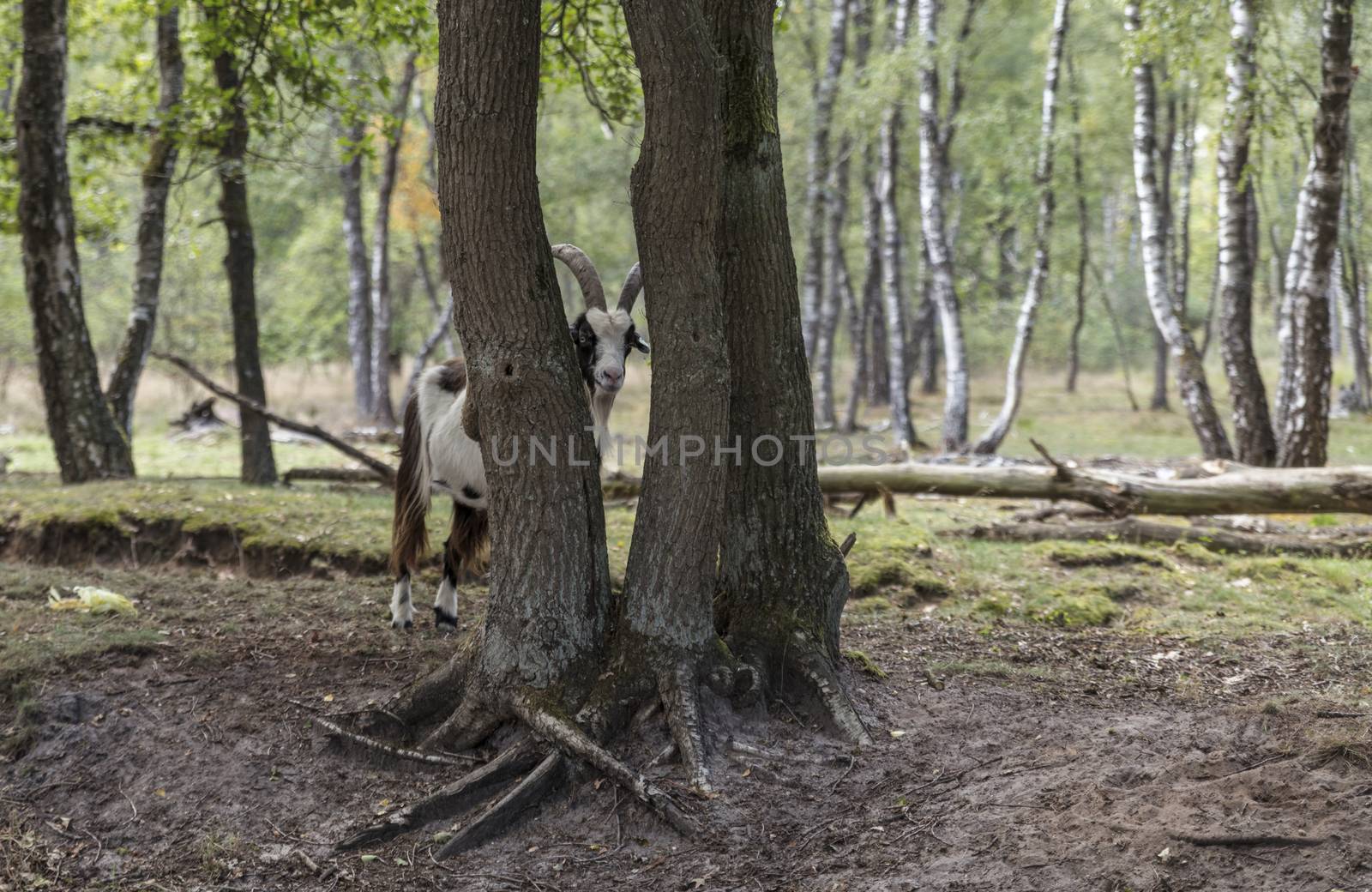 male goat with big horns looks through the trees in a great forest in nature are maasduinen in holland