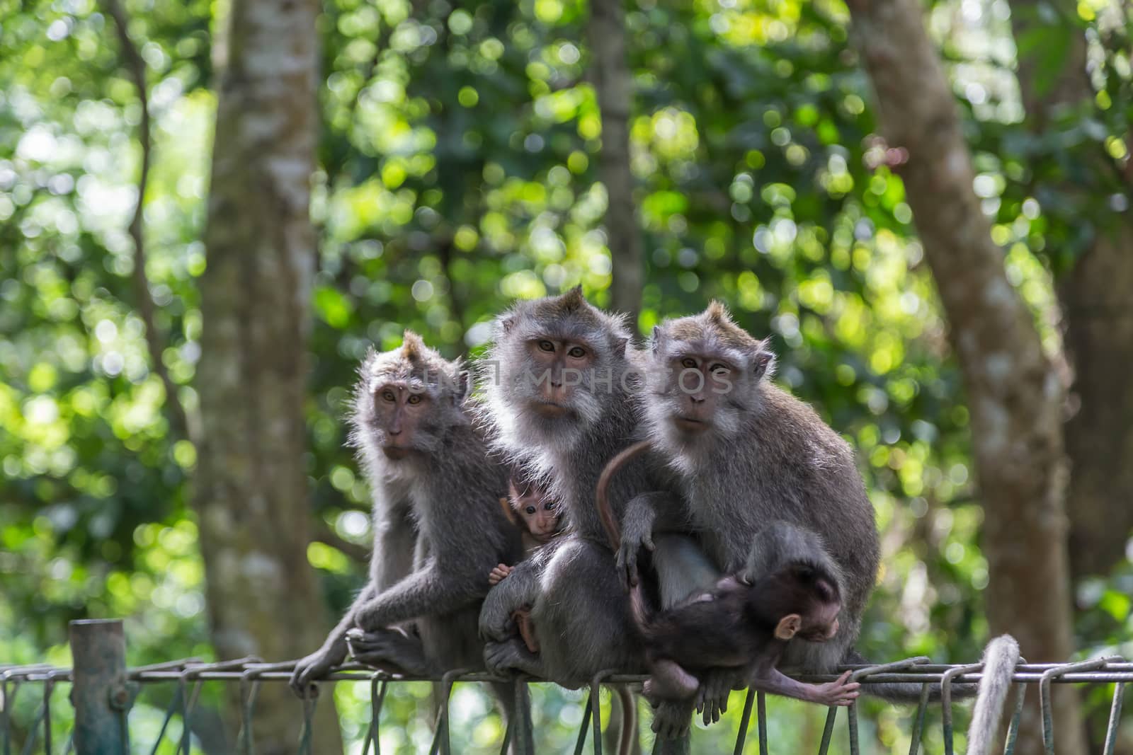 Monkey Family by oliverfoerstner