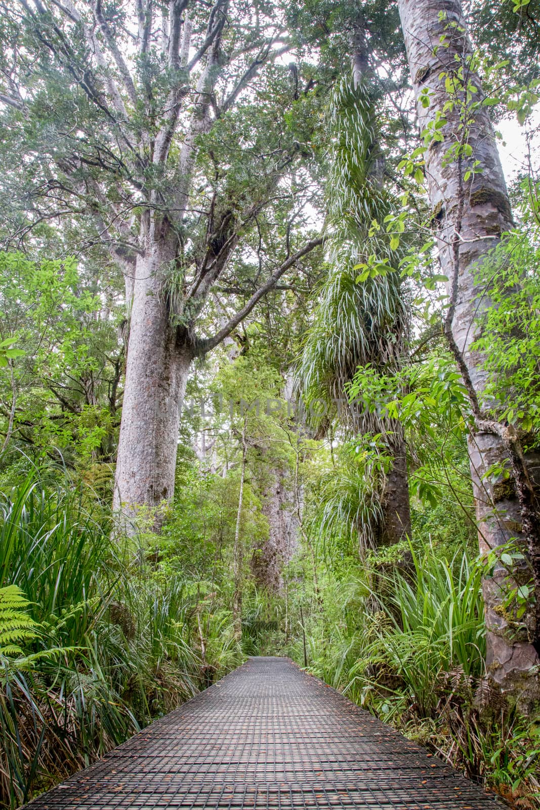 Wooden boardwlak and gigantic trees in Kauri Tree Forest on the North Island in New Zealand.