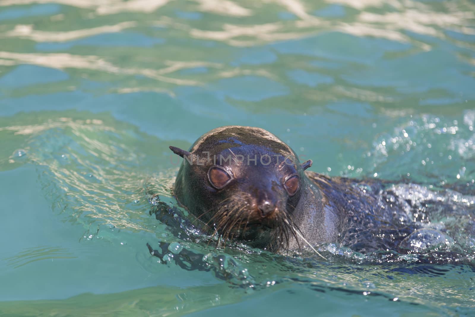 Swimming seal in Abel Tasman National Park by oliverfoerstner