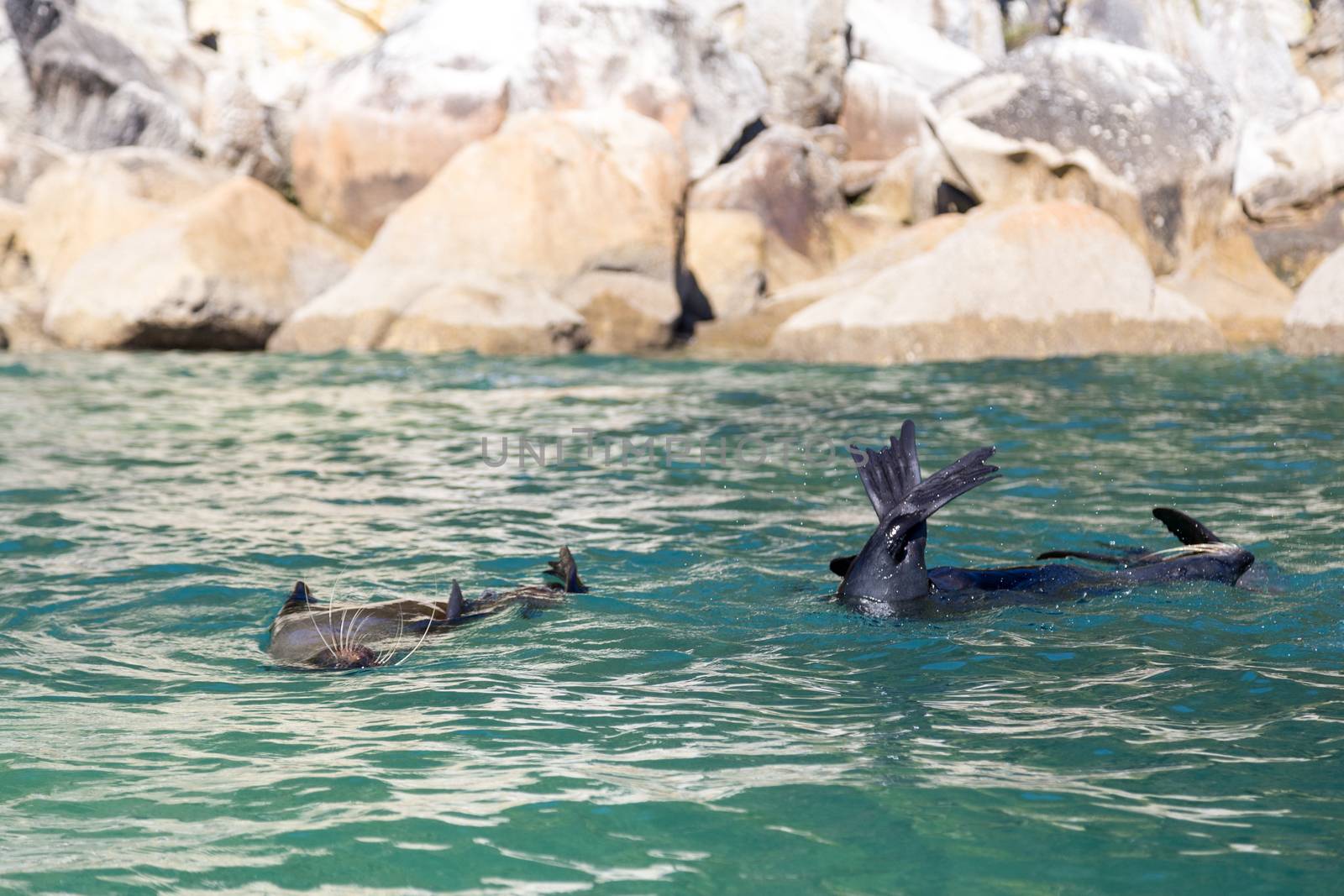 Swimming playful seals in Abel Tasman National Park on the South Island in New Zealand