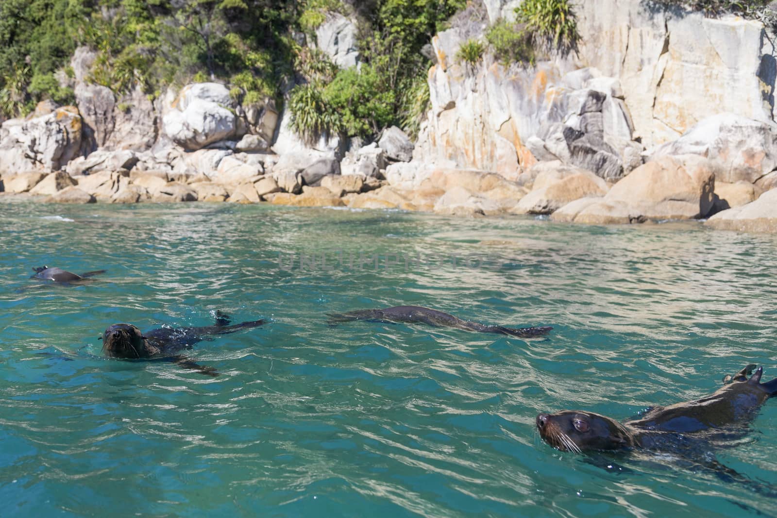 Swimming seals in Abel Tasman National Park, New Zealand