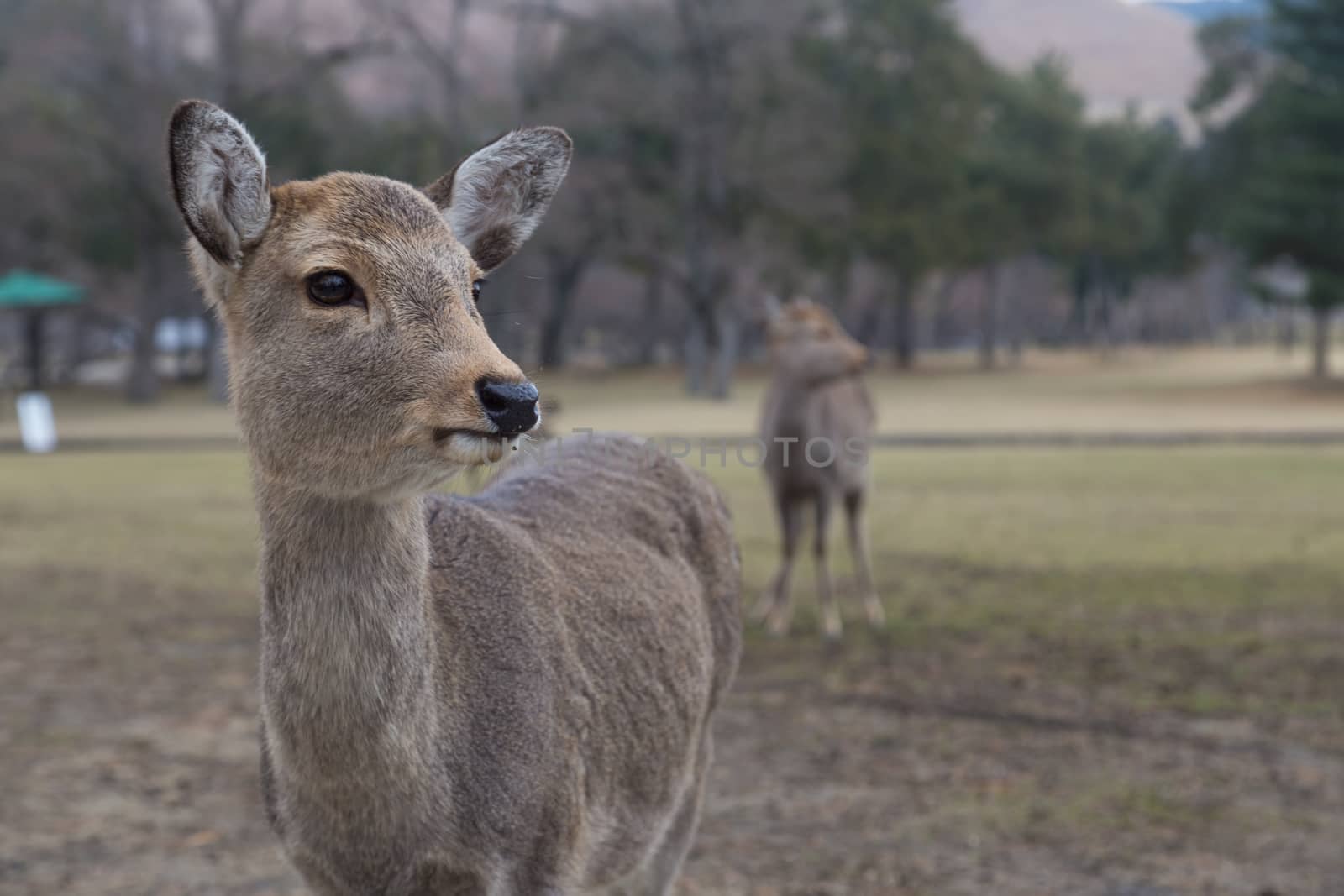 Close-up of tame deer in the public Nara Park in Japan