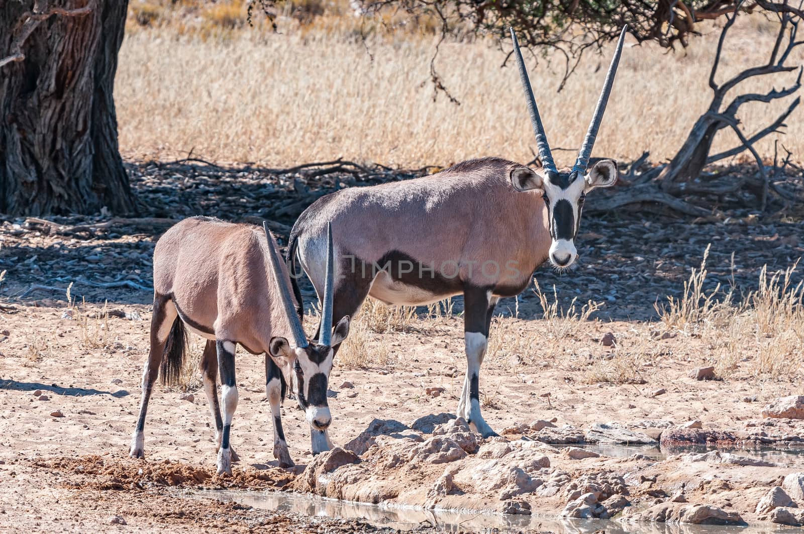 Two oryx at a waterhole in the arid Kgalagadi