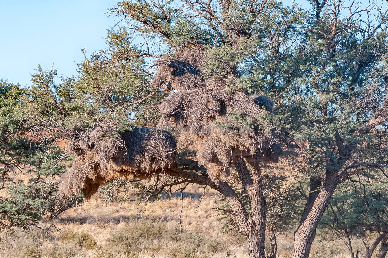 Communal bird nest in camel-thorn tree in the Kgalagadi by dpreezg
