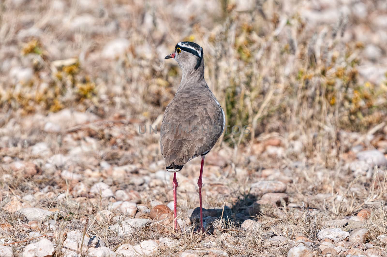 A crowned plover, Vanellus coronatus, on the ground