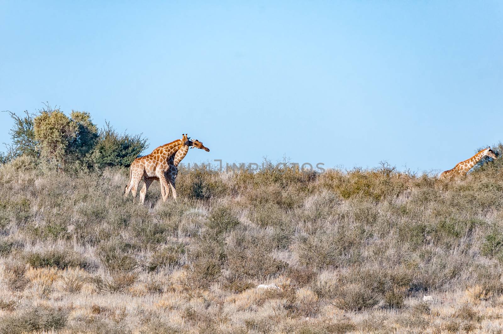 Necking South African giraffes on a hill in the arid Kgalagadi