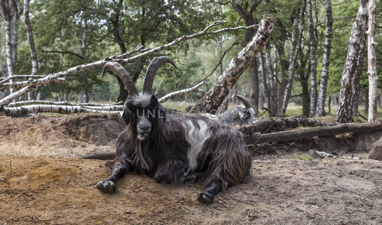 male goat with big horns laying ont he ground in a great forest in nature are maasduinen in holland