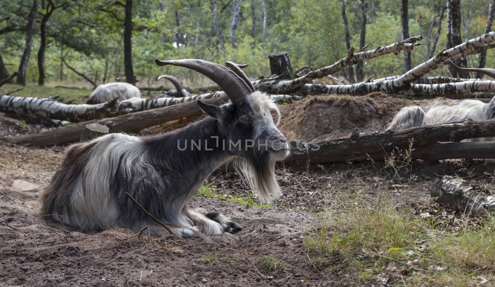 male goat with big horns laying ont he ground in a great forest in nature are maasduinen in holland