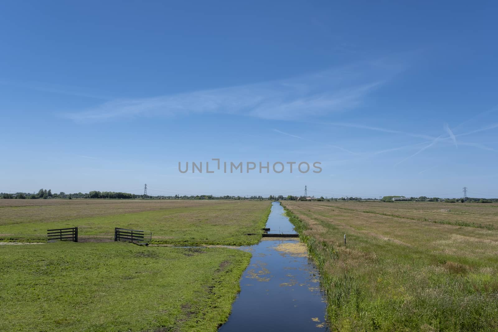 Dutch polder landscape during sunrise with riparian plants, meadows and flowering herbs against clear blue sky with clouds veil. The Netherlands.
