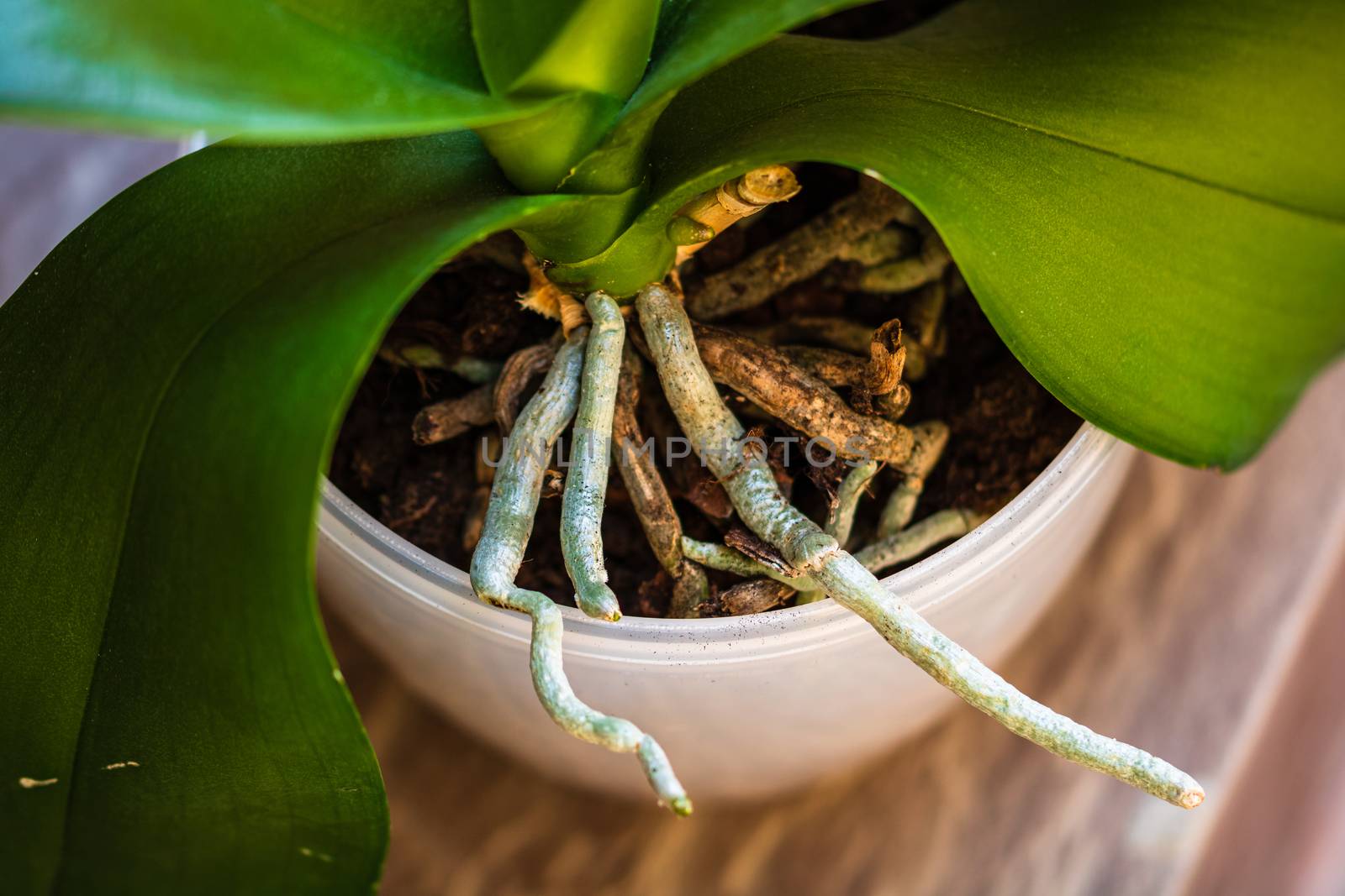 Young and healthy roots of phalaenopsis orchid in flower pot. Transplanting plants, home gardening, plant care concept.