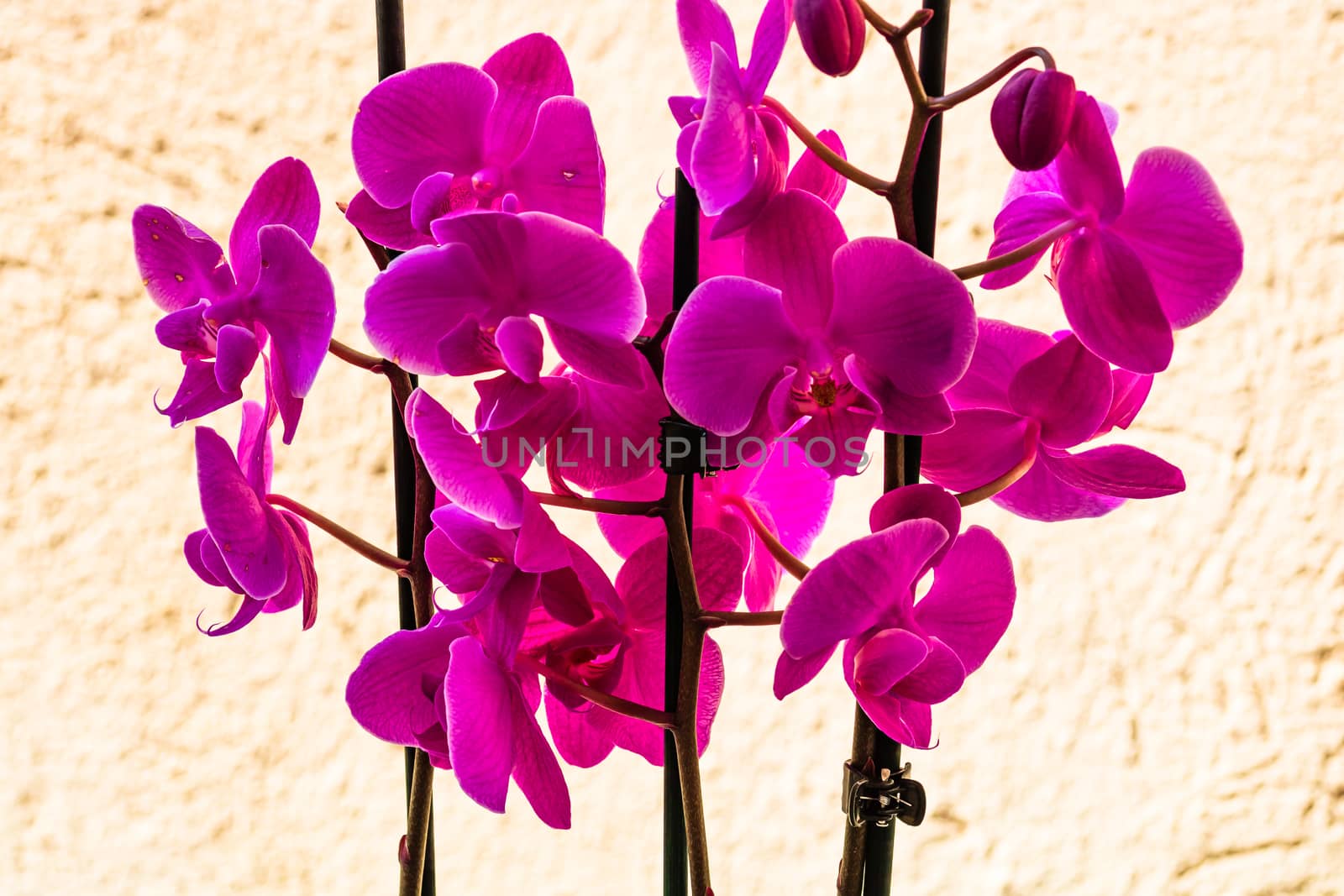 Beautiful delicate Phalaenopsis orchid flowers , detail and close up photo.