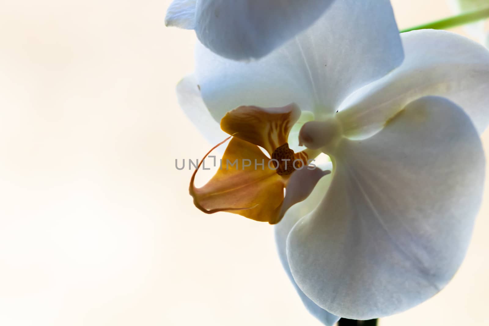 Beautiful delicate Phalaenopsis orchid flowers , detail and close up photo.