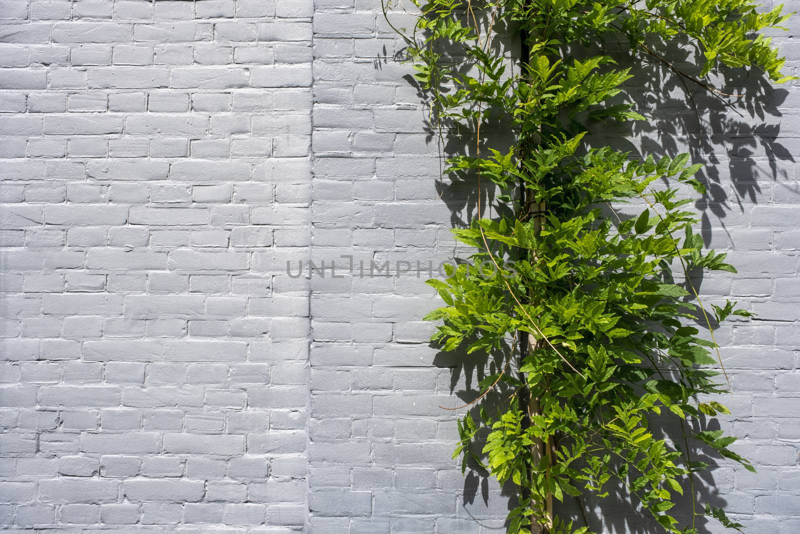 Ivy on a white stone wall in the springtime