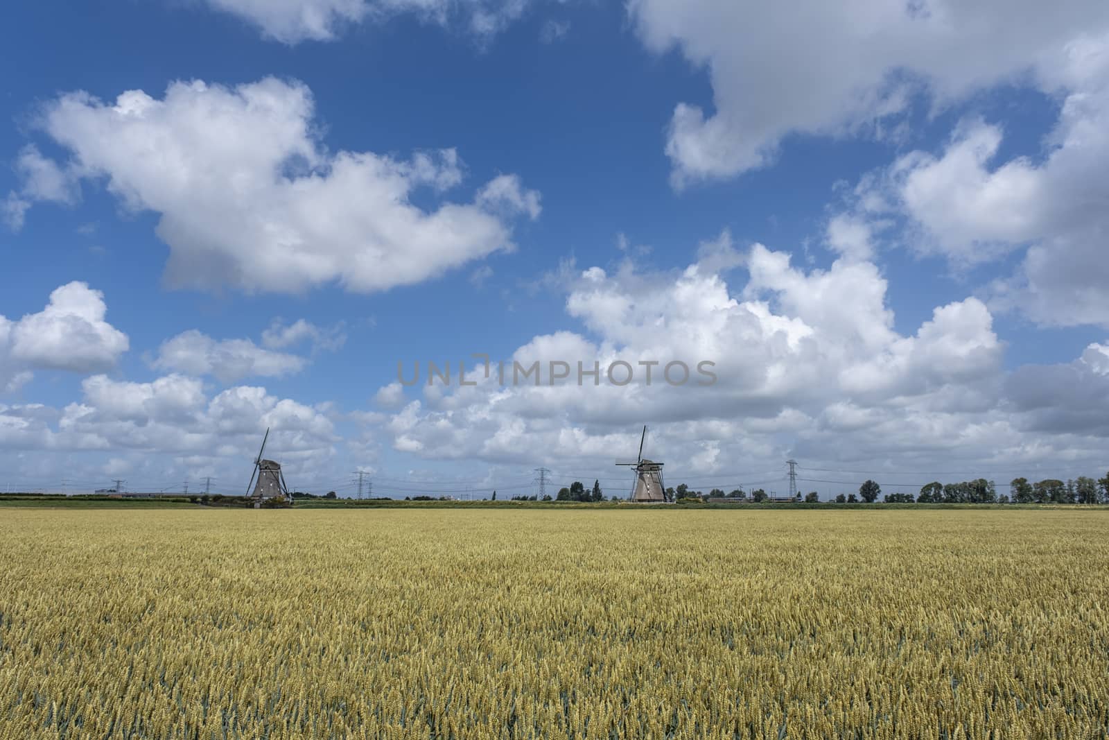 Wheat field ready for harvest under a blue summer sky in the Netherlands