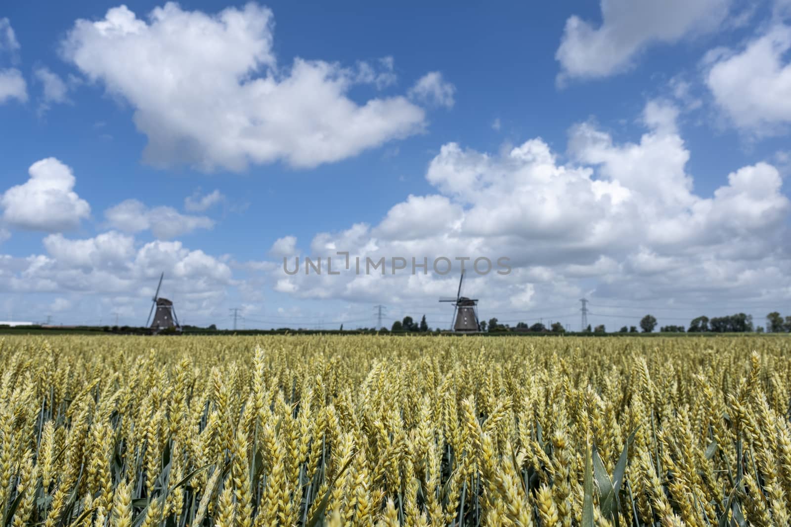 Wheat field ready for harvest under a blue summer sky. Netherlands by Tjeerdkruse