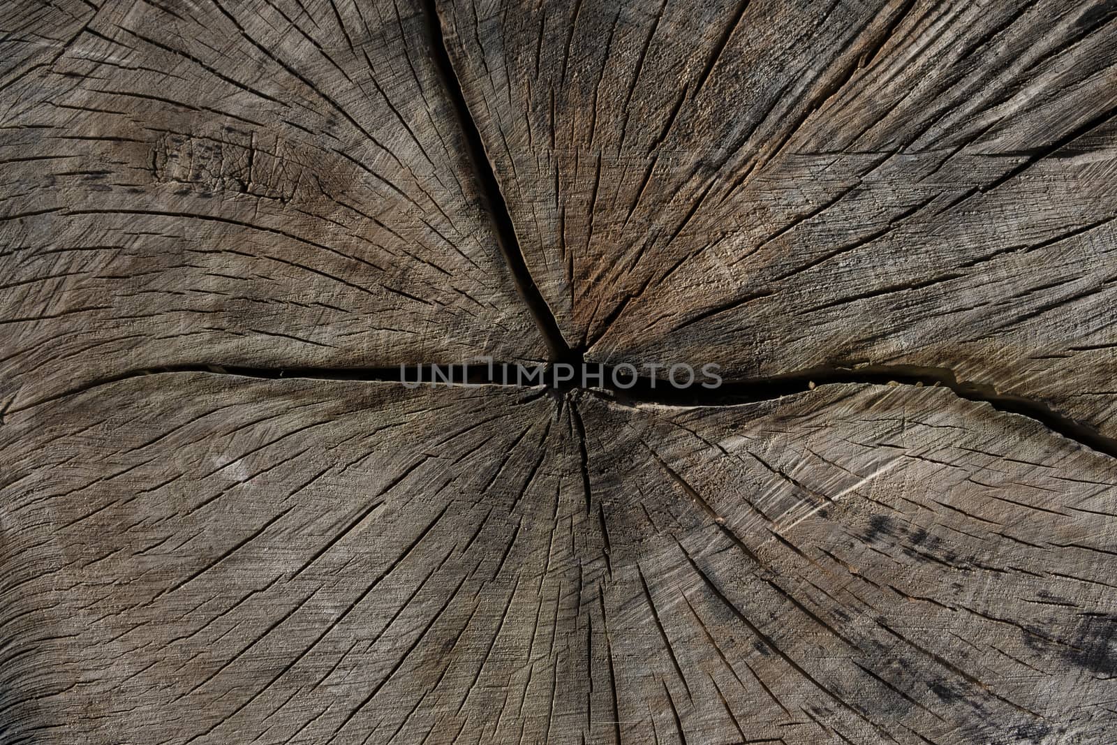 Wood texture of cut tree trunk, close-up by Tjeerdkruse