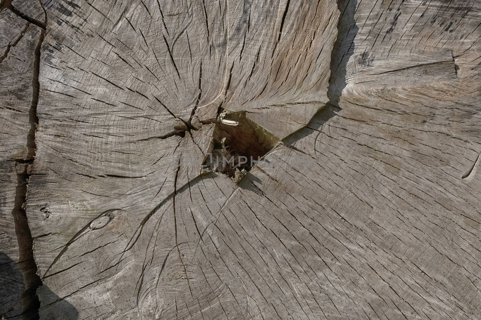 Wooden background of cut tree trunk, close-up
