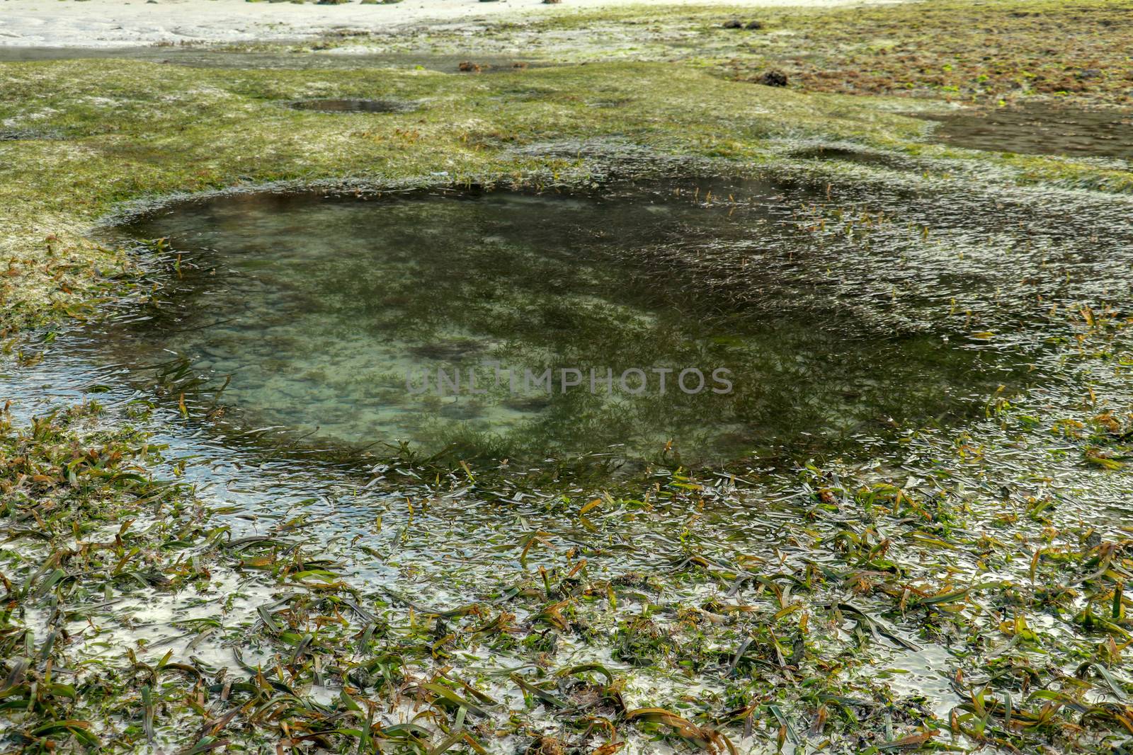 Low tide reveals algae and tide pools in the Indian Ocean. The tidepools are isolated pockets of seawater that collect in low spots along the shore during low tide by Sanatana2008