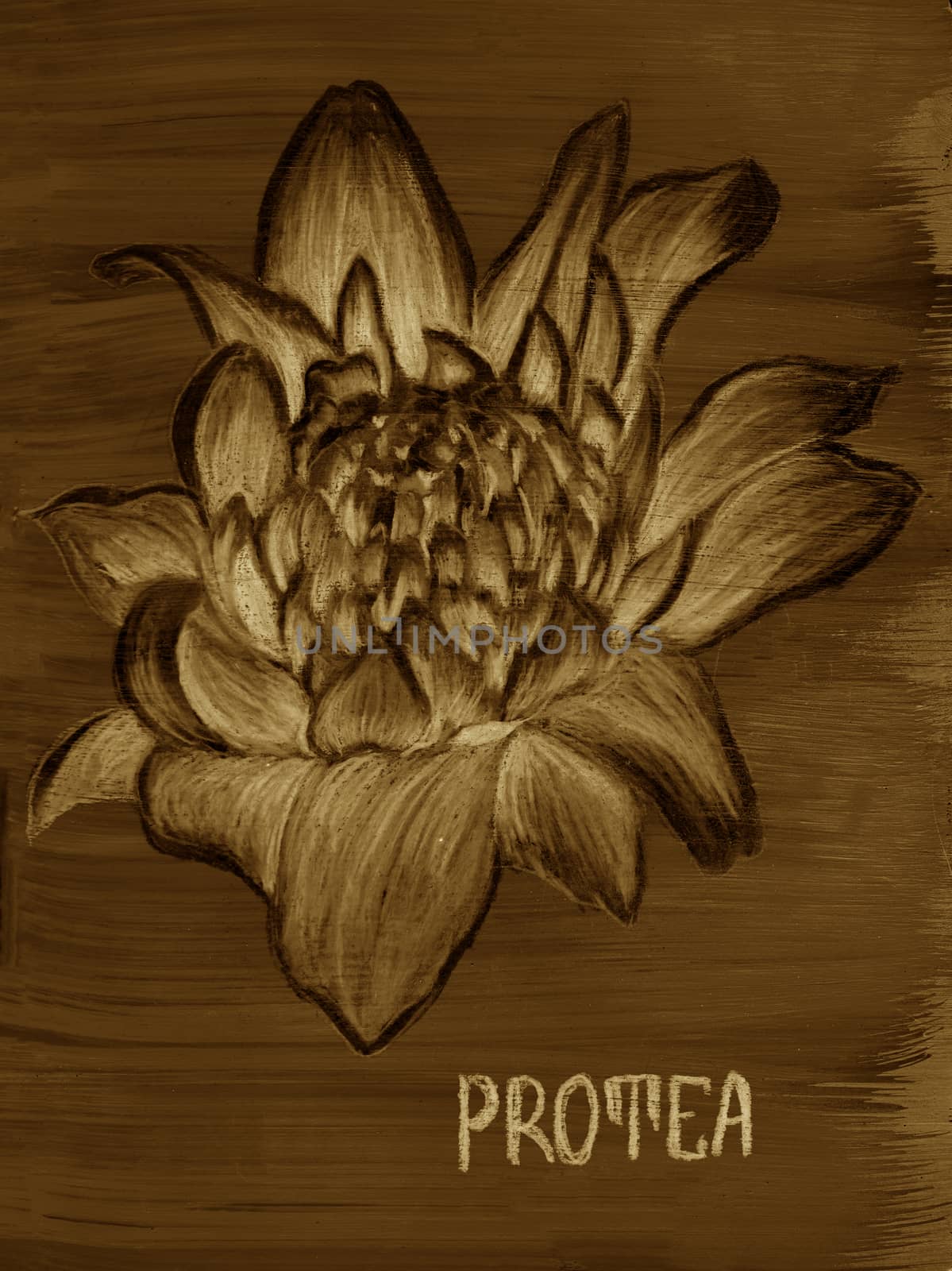 Protea drawing. Drawing of exotic flower. Hand-drawn illustration. Sepia, brow and beige colors.