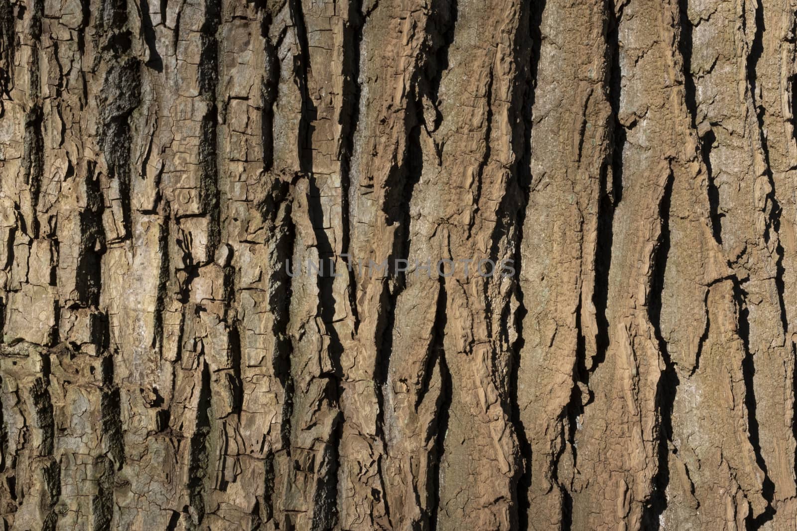 Wood background or texture