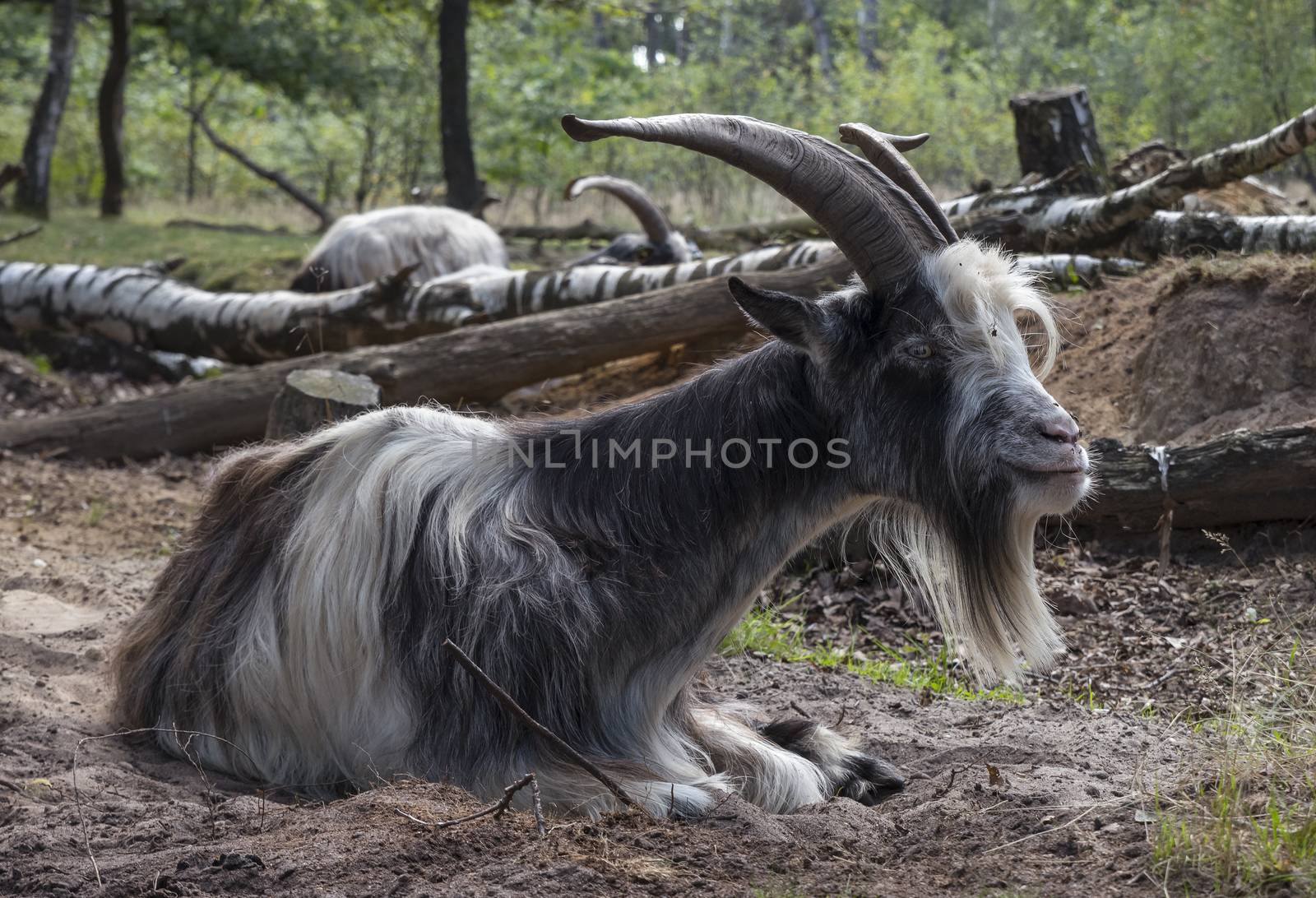 male goat with big horns laying ont he ground in a great forest in nature are maasduinen in holland