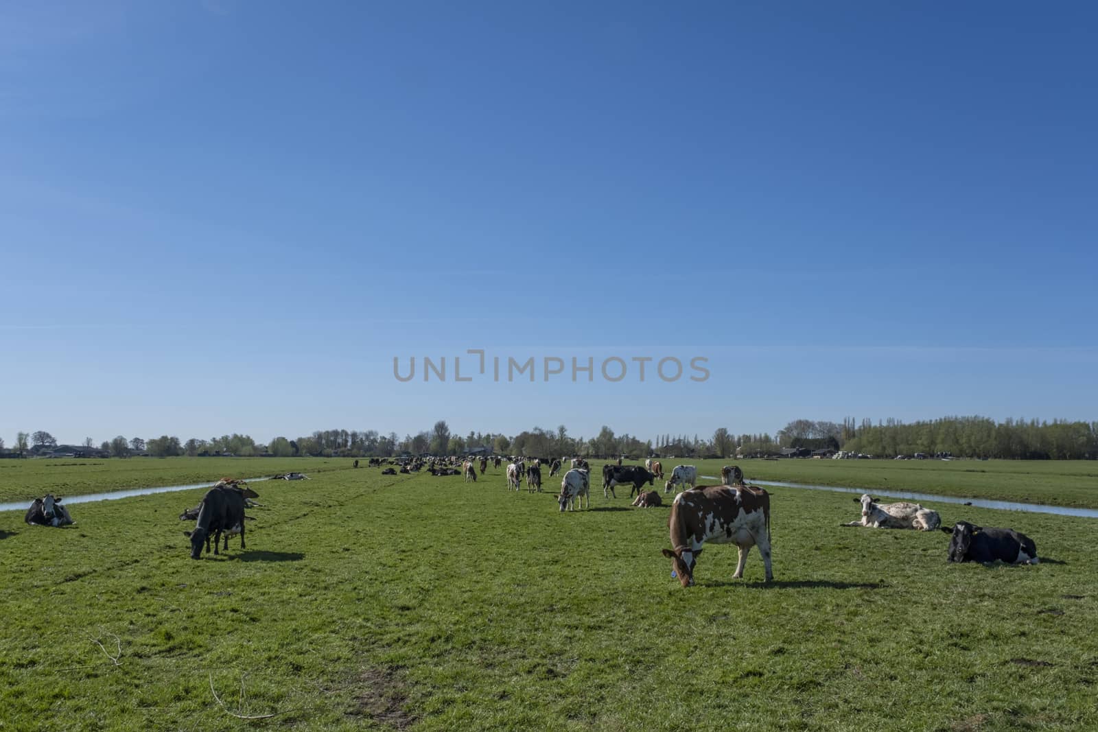 Dutch cows in a typical Dutch setting