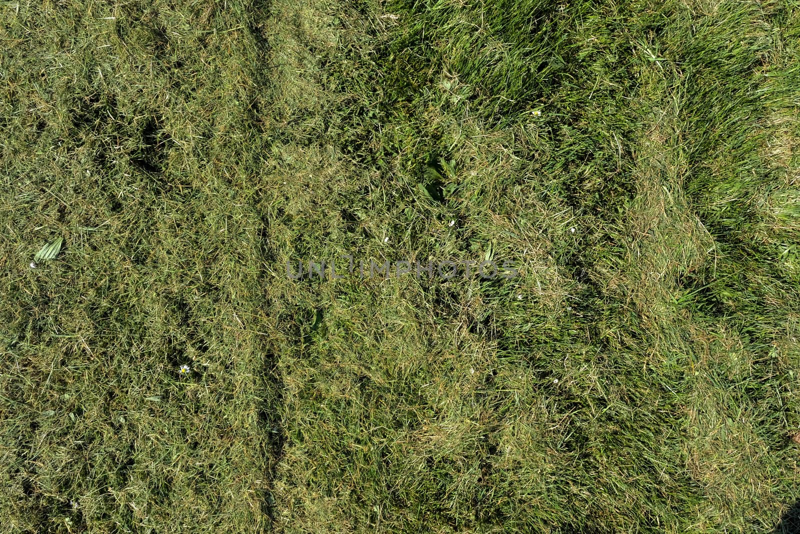 field of fresh mowed green grass texture as a background, top vi by Tjeerdkruse