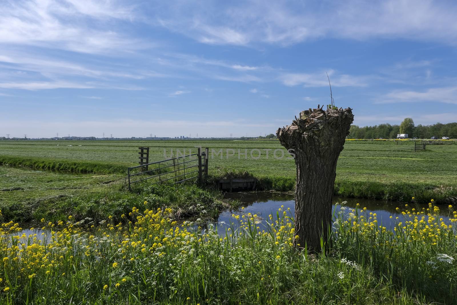 Dutch polder landscape early in the morning on a sunny day in the spring season.