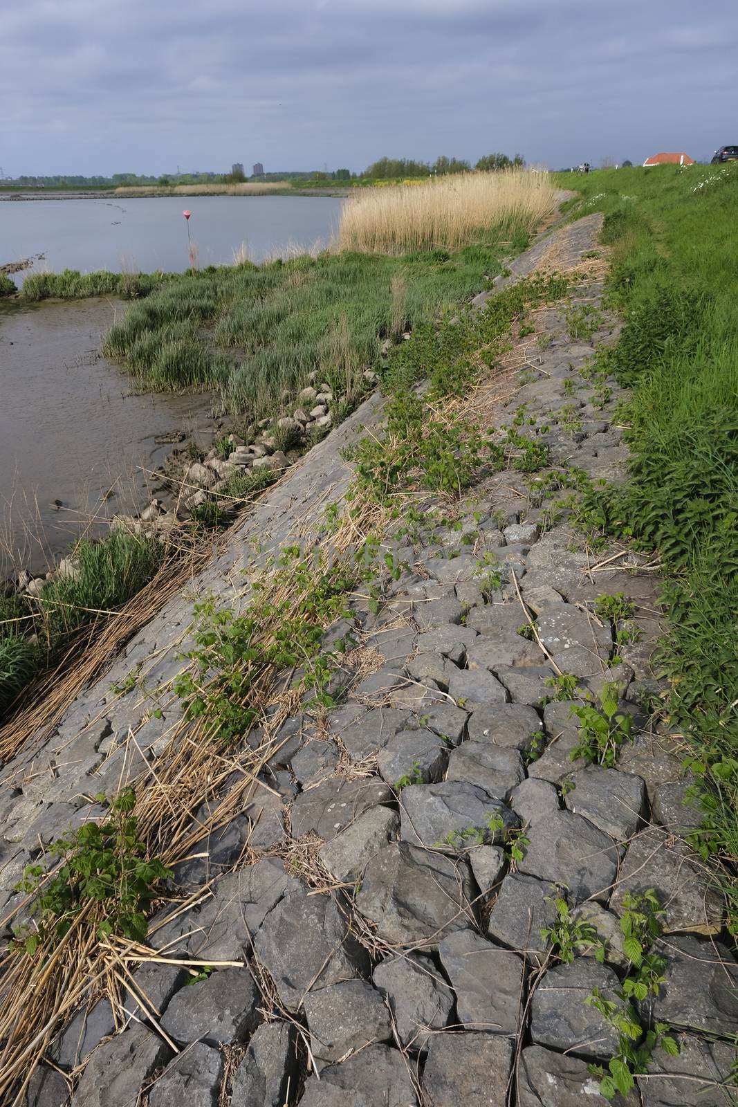 Netherlands: recently reenforced dike to prevent water from washing over the dike