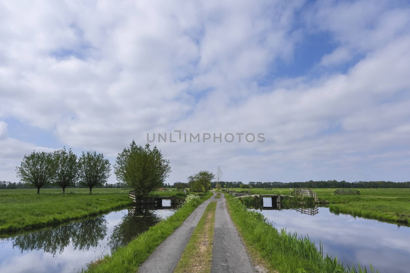 Dutch meadow panoramic landscape. Cobblestone road going through by Tjeerdkruse