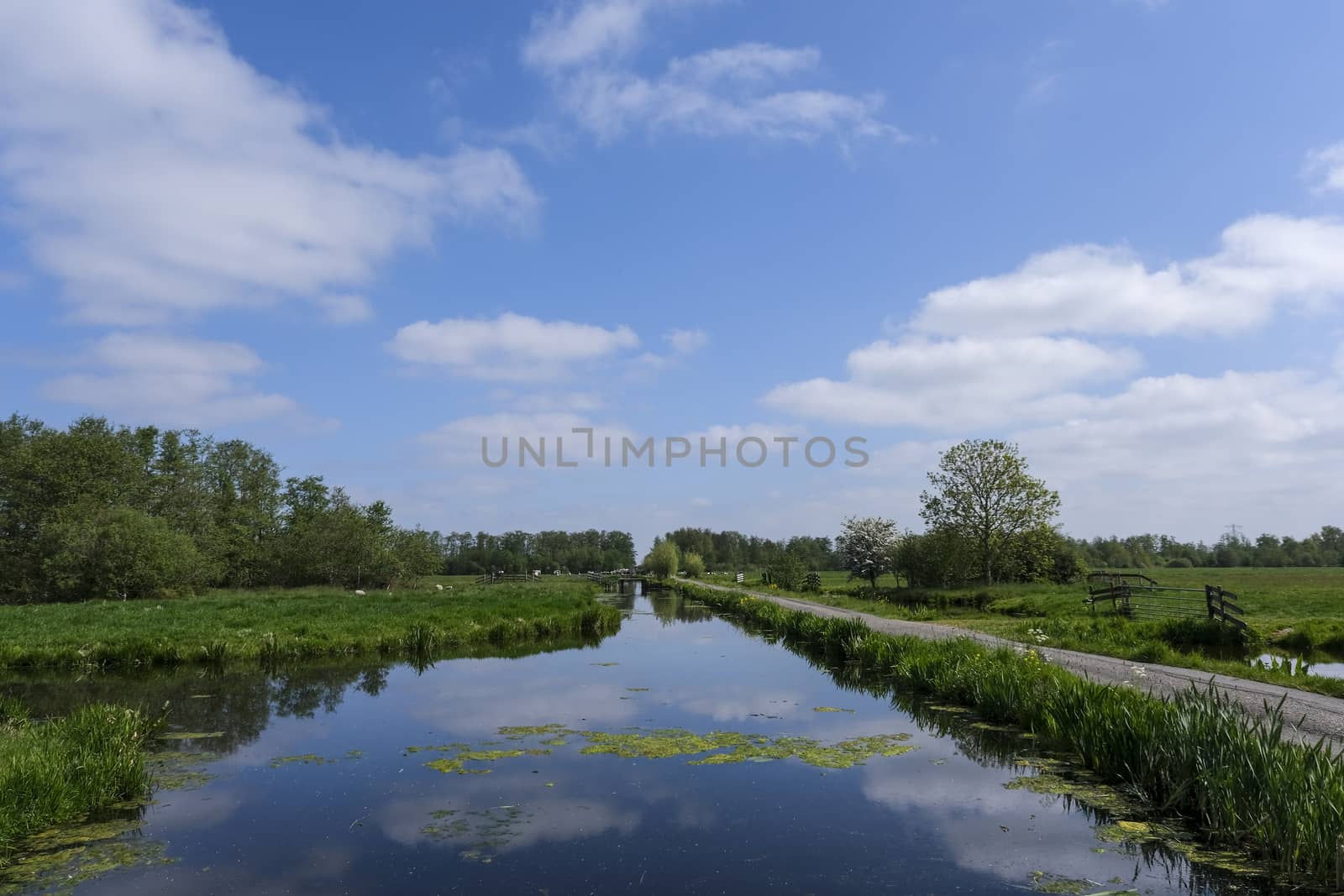 Dutch meadow panoramic landscape. Cobblestone road going through by Tjeerdkruse