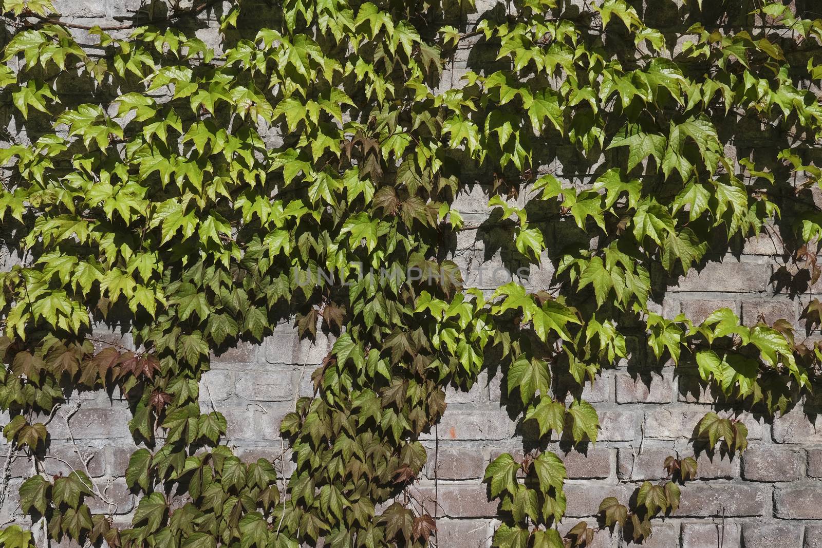 Ivy on the stone wall in the springtime by Tjeerdkruse