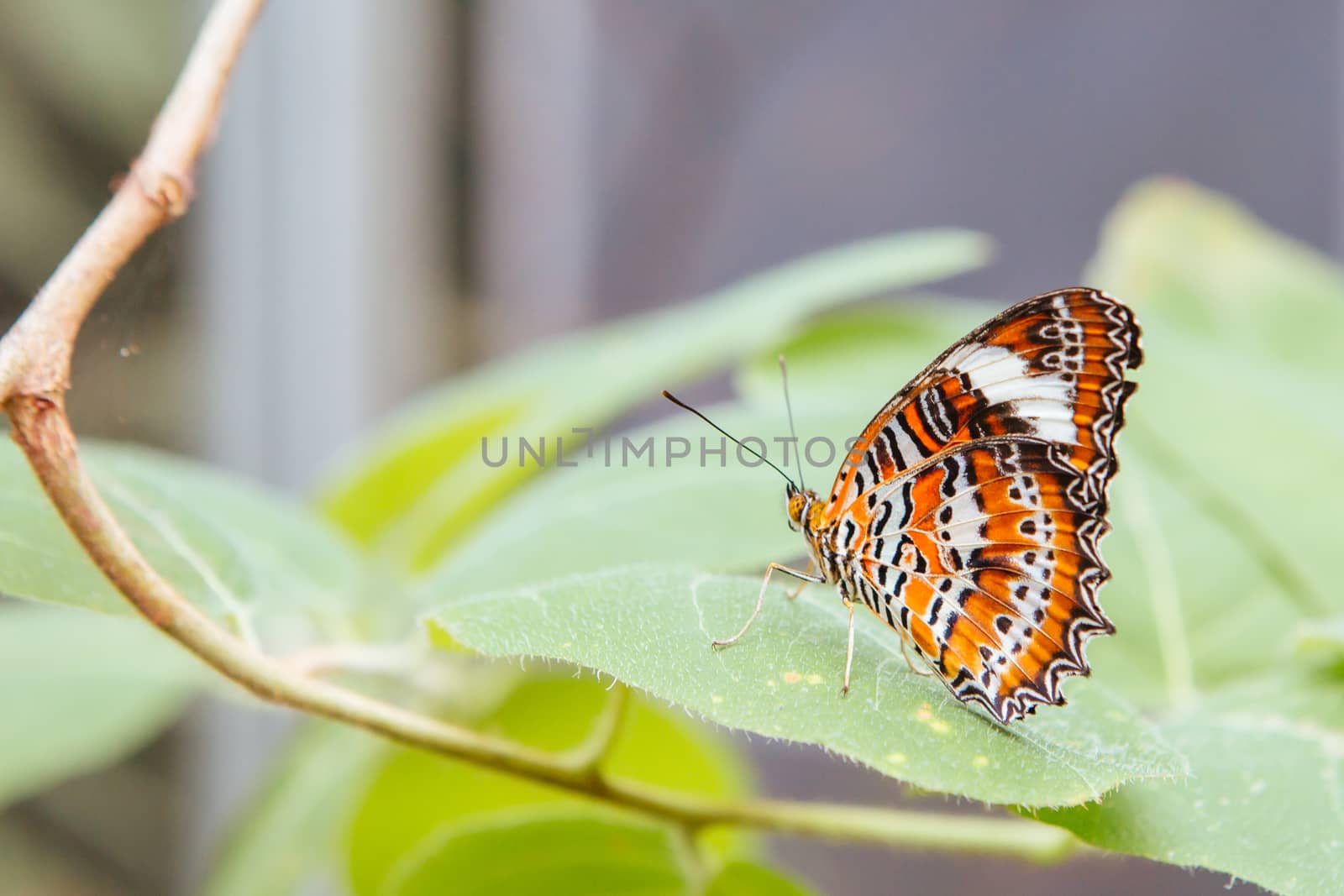 A macro closeup shot of a colorful and vibrant butterfly in Melbourne Australia