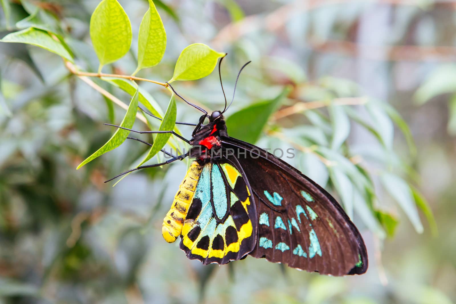A macro closeup shot of a colorful and vibrant butterfly in Melbourne Australia