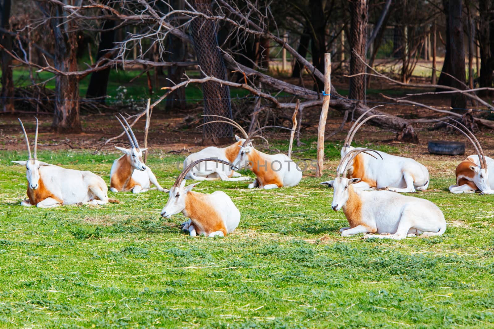 Werribee, Australia - September 29th 2014: Scimitar-horned Oryx on safari at Werribee Open Range Zoo in Melbourne, Victoria, Australia