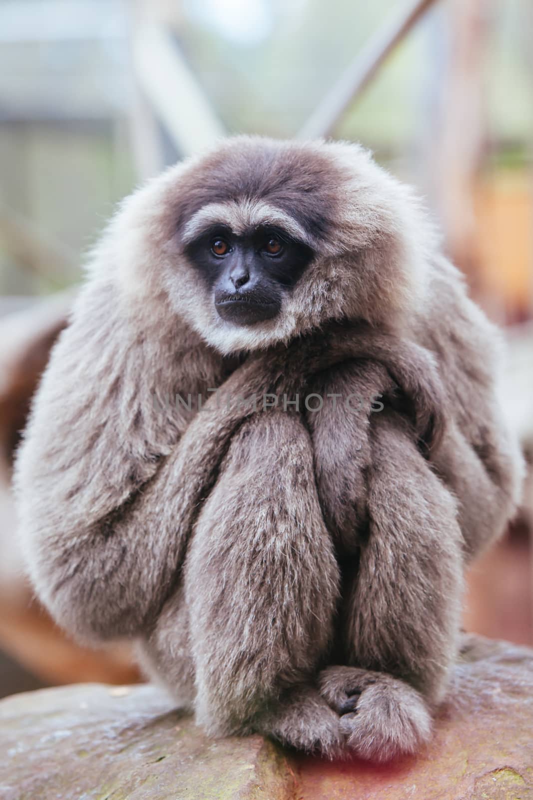 A Silvery Gibbon in Australia by FiledIMAGE