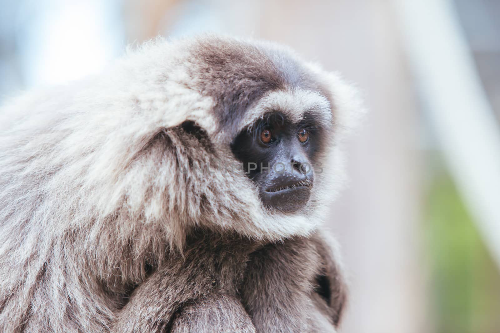 A silvery gibbon stares into the distance perched in a tree