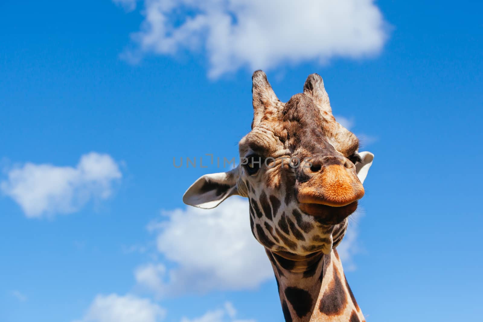 Abstract shot and closeup of a giraffe in Australia on a sunny day