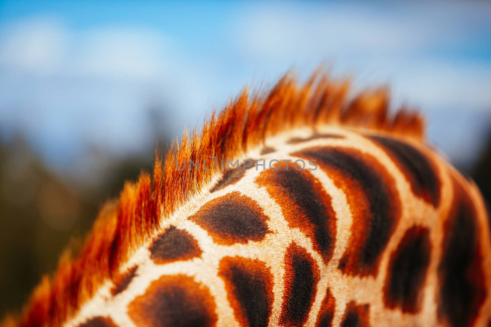 Abstract shot and closeup of a giraffe fur and mane in Australia on a sunny day